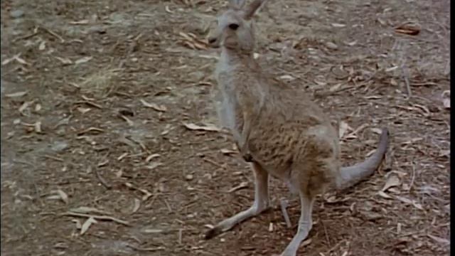 Skippy The Bush Kangaroo