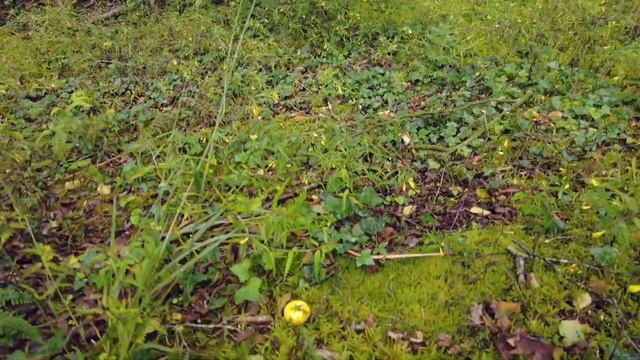 Ирландия / Грибной лес / Необычная церковь смотреть онлайн