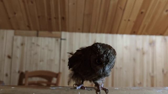 Кормление сплюшек смотреть онлайн