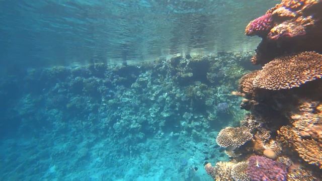 Красоты Красного моря.Египет.Ныряем у побережья.Snorkeling in Red Sea.Egypt. смотреть онлайн