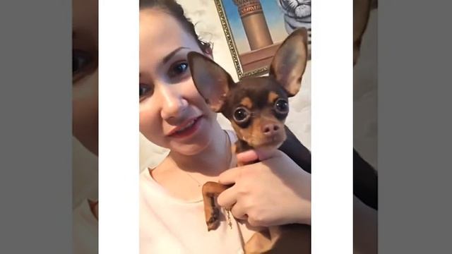 russian toy funny growling(русский той терьер смешно рычит) смотреть онлайн