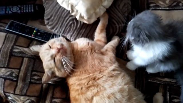 котенок нападает на кота, угарное видео)))