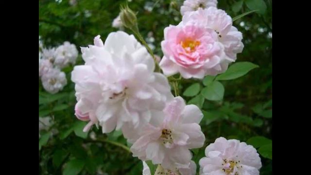 HIMALAYAN MUSK ROSE смотреть онлайн