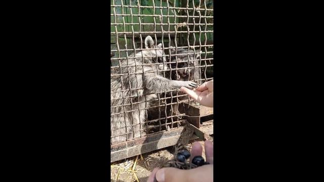 Зоопарк смотреть онлайн