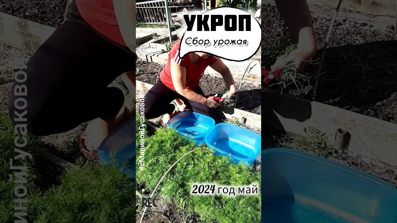 УКРОП вырастить на раз два без всяких подкормок. УРОЖАЙ и ЗАГОТОВКА на зиму | с Мариной Гусаковой смотреть онлайн