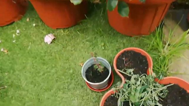 August garden tour 2020| heat wave| end of july| Garden Ideas смотреть онлайн