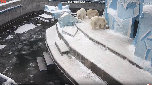 Завтрак у мишек проходит мирно 18.11.2020 смотреть онлайн