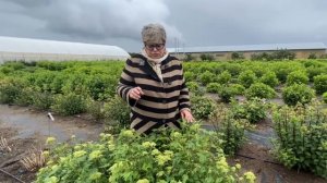 РАННЕЦВЕТУЩИЕ СОРТА ГОРТЕНЗИИ