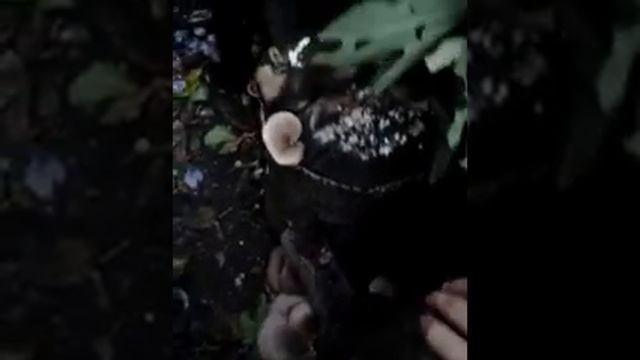 Выращивание грибов на даче ( грибная грядка) смотреть онлайн