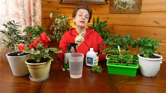 Почему желтеет рассада? Расскажем что делать! смотреть онлайн