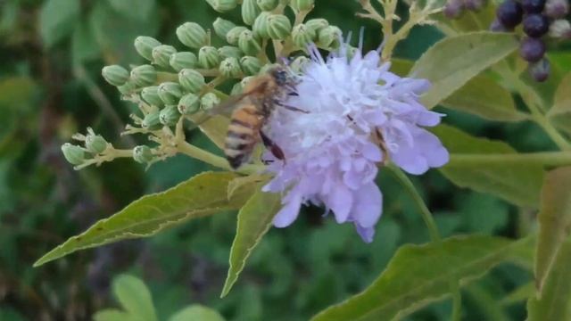 ?? Пчела на цветке/Пчела на цвете/Bee on a flower 16.08.2021 #пчела #цветок смотреть онлайн