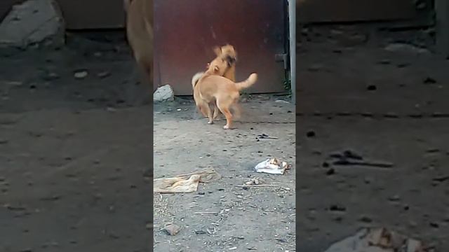 Шпили вили собаки смотреть онлайн