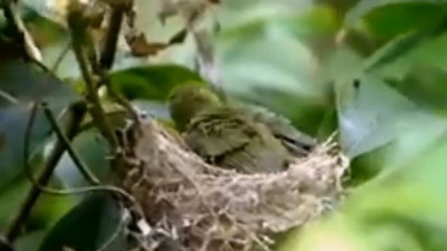 The Cutest Bird in The World || Shima Enaga Bird Chilling || thiny birds || beautiful white birds смотреть онлайн