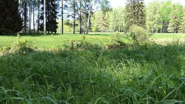 Поющий, летний пруд 4К Пение соловья Звуки природы Лягушки в пруду смотреть онлайн