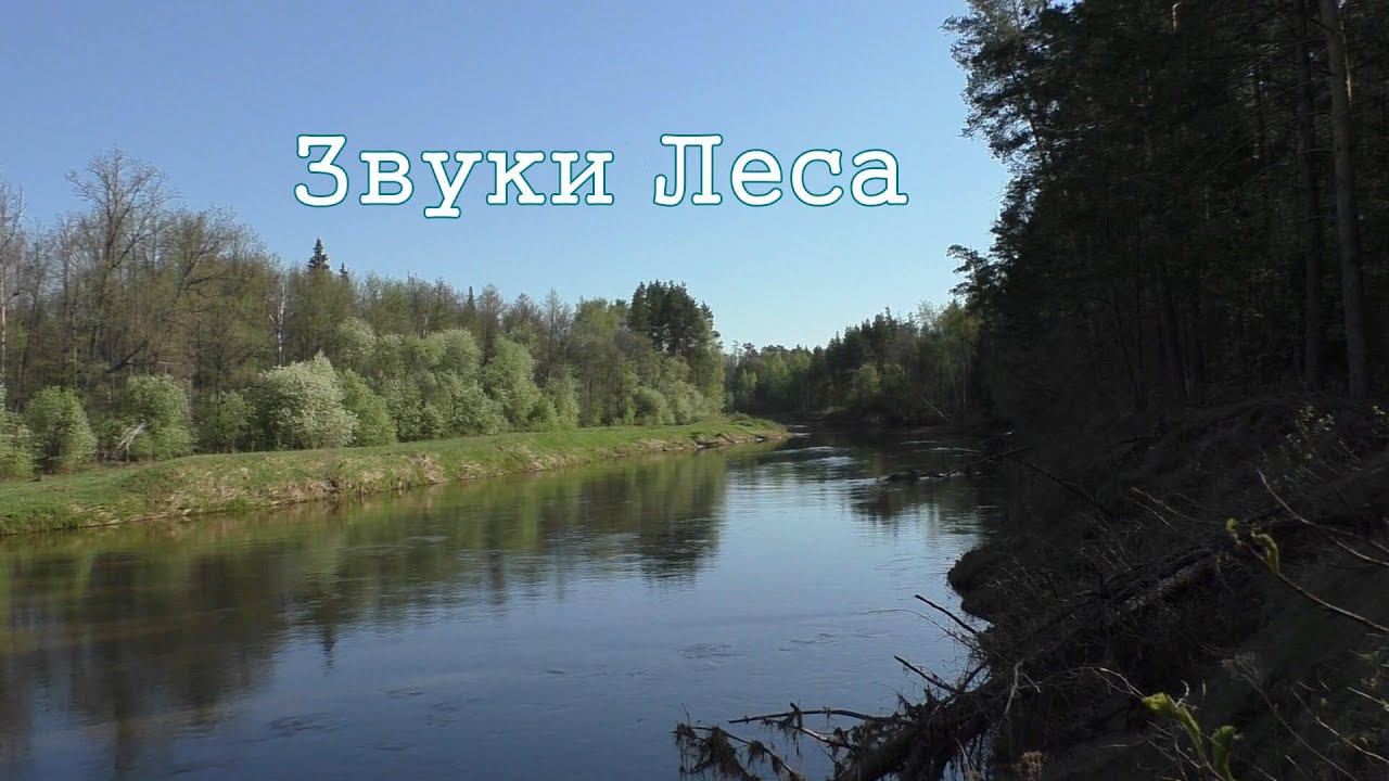 Звуки Марийских лесов смотреть онлайн