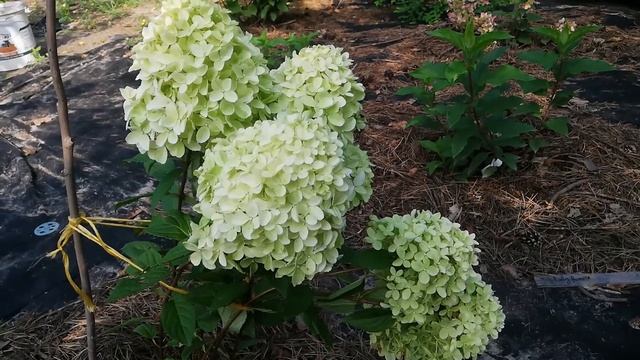 Hygrangea paniculata White ligth. Гортензия Вайт лайт смотреть онлайн