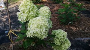 Hygrangea paniculata White ligth. Гортензия Вайт лайт