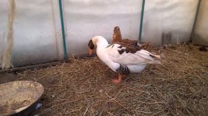 Как понять, что гусыня готовится сесть на гнездо// Конфликт между уткой и гусыней// Мое хозяйство