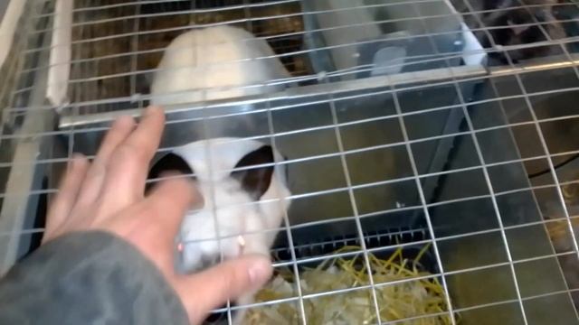 Как отогреть крольчат. Рождественская сказка.