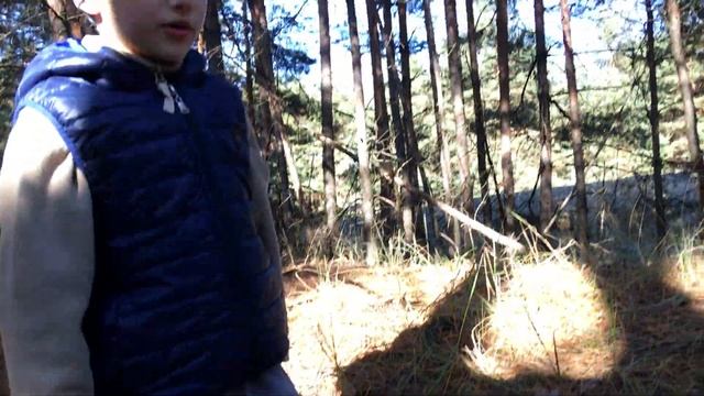 Белые грибы в волшебном лесу смотреть онлайн