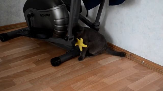 ✪ Балованный котёнок ▌The cheerful cat смотреть онлайн