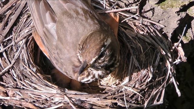 Новорожденные птенцы дрозда белобровика, chicks of redwing смотреть онлайн