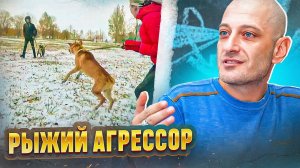 Рыжий агрессор(Агрессия на собак)