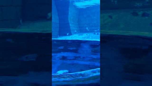 ОАЭ ШАРДЖА АКВАРИУМ 2022Г смотреть онлайн