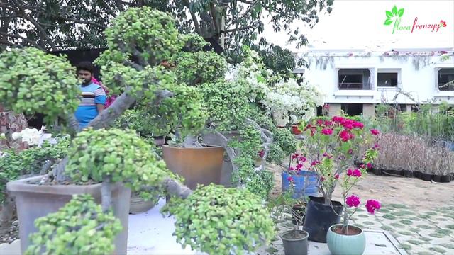 Bougainvillea Plant Exhibition in Jaipur - Bougainvillea Flowers, Bonsai, Variety, Seeds, Cutting смотреть онлайн