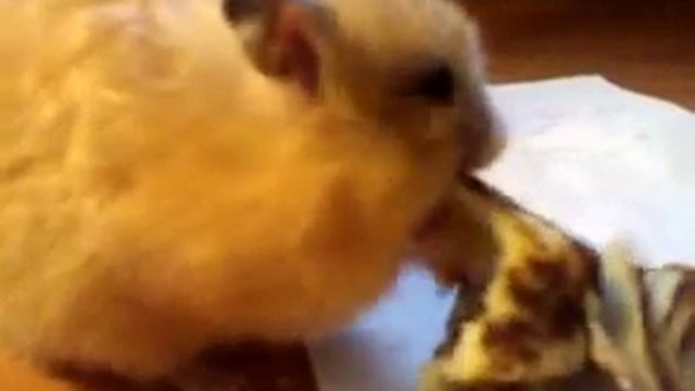 Сирийский хомяк Фома кушает блин смотреть онлайн