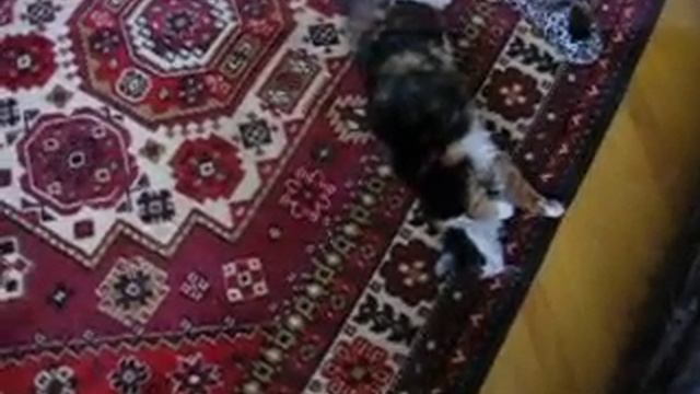 Кошка плавает на ковре) смотреть онлайн