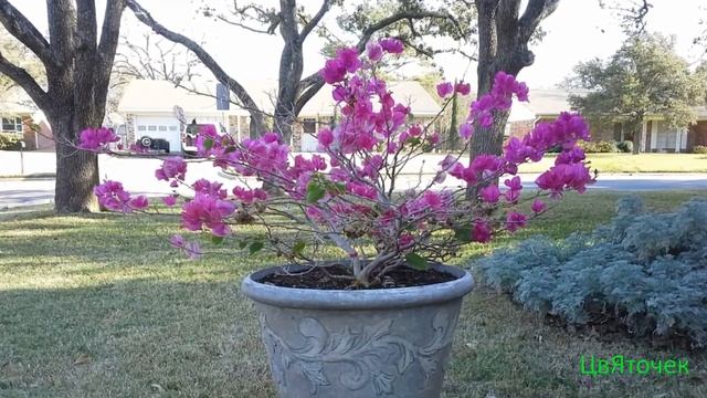 Бугенвиллия уход в домашних условиях смотреть онлайн