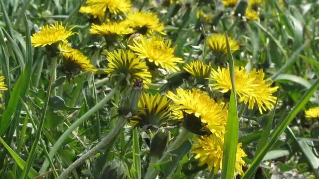 Когда цвели сады (Вознесенка, 2013) смотреть онлайн