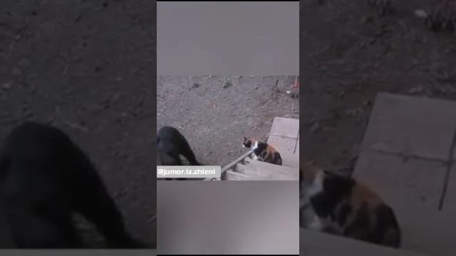 ЧТО ВЫ ВСЕ ТАКИЕ ПЕРЕВОЗБУЖДЕННЫЕ