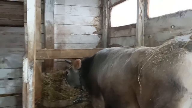 УТРО НА КОЗОВНИКЕ РУЧНАЯ ДОЙКА смотреть онлайн