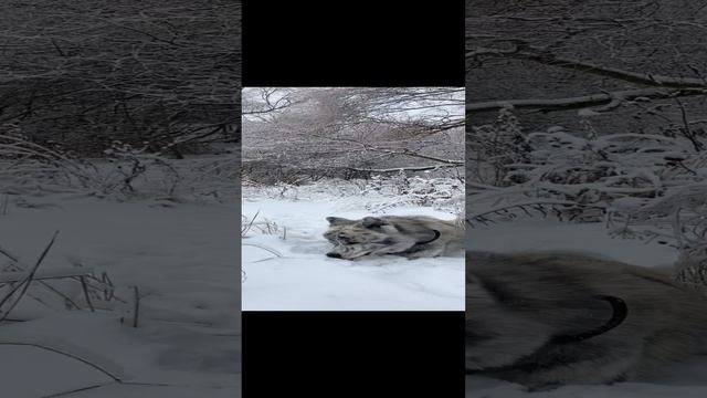 Наша зима) смотреть онлайн