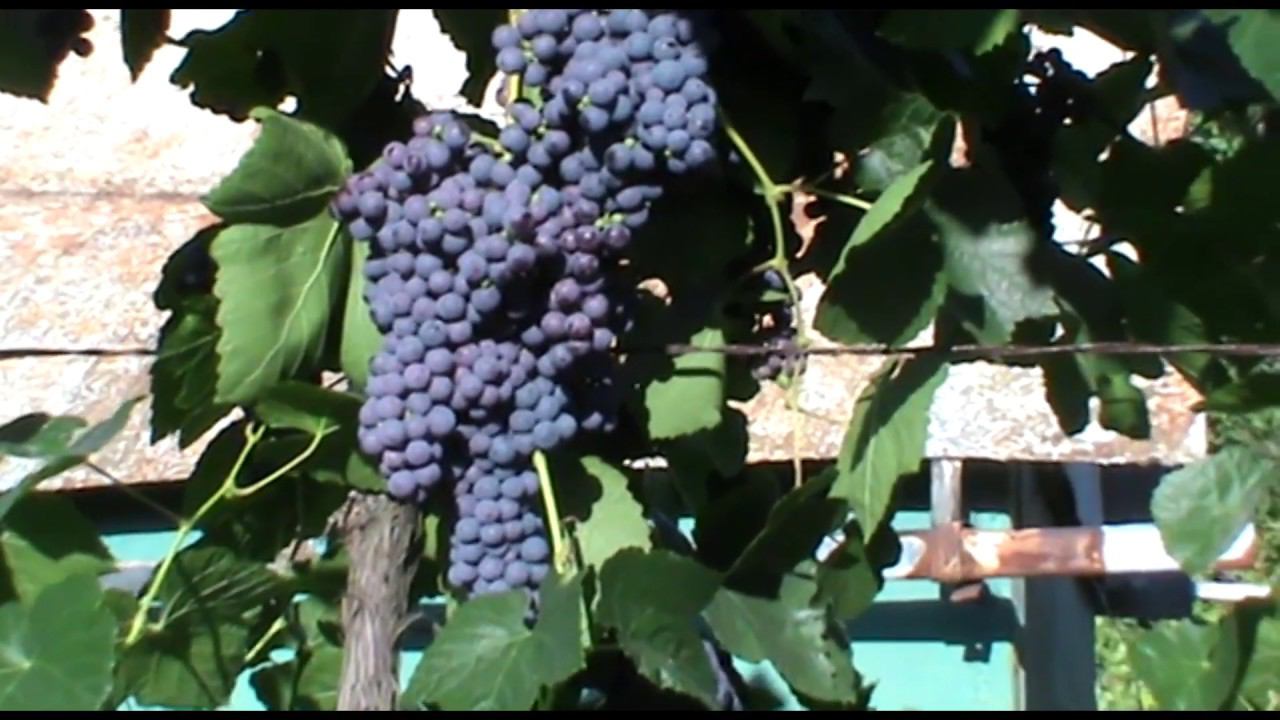 Виноград Памяти Домбковской - один из лучших кишмишных сортов для изготовления вина смотреть онлайн