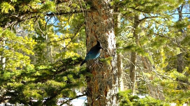 Steller's Jay | Never a dull moment! смотреть онлайн