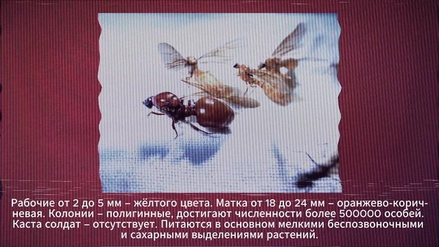 Муравьиный архив. Коротко о каждом виде. VHS кассета № 8 - Carebara castanea. смотреть онлайн