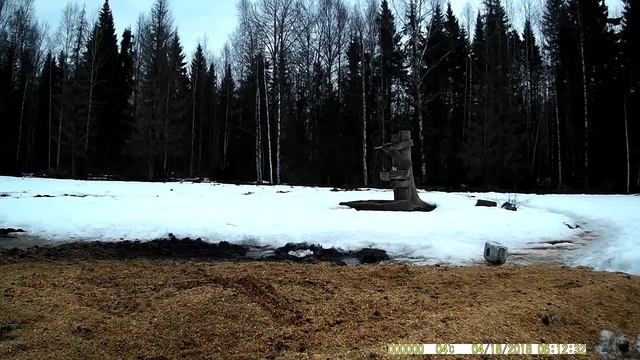 Птицы, запечатленные на фото ловушку. Часть № 24