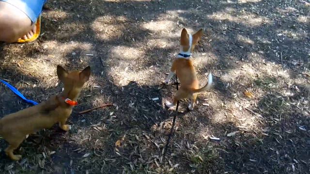 Chihuahua Чихуахуа первый раз гуляют на улице,всё новое и интересное смотреть онлайн