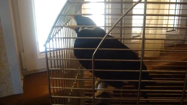 Говорящий индийский скворец (1) смотреть онлайн