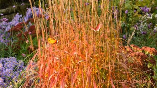 Мискантус китайский Гана (miscanthus sinensis) ? Гана обзор: как сажать, саженцы мискантуса Гана смотреть онлайн
