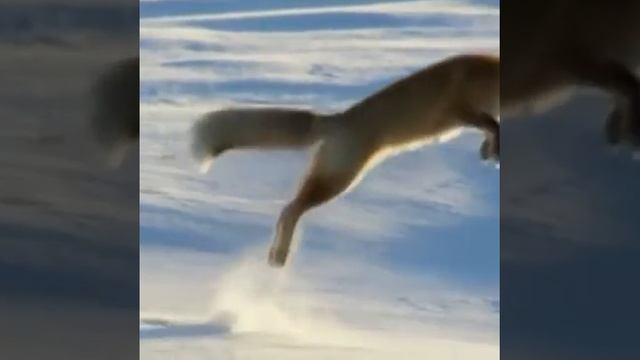 Лиса охотится на мышь/1234567890/!@#$/^&*()