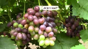 #71-1 В гостях у Димы Ткаченко. Новые г/ф винограда, от которых мы в шоке второй раз за сезон.