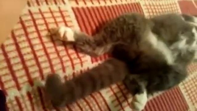 Котенок даже во сне виляет хвостом смотреть онлайн