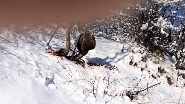 медведь нападает смотреть онлайн