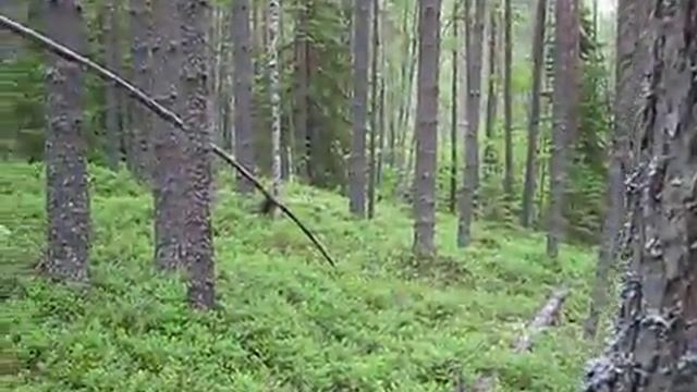 Птенец рябчика смотреть онлайн
