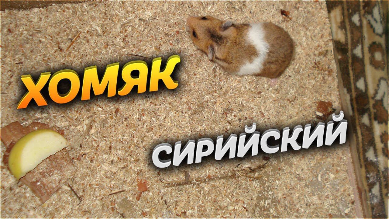 Сирийский ХОМЯК. Мы купили хомяков. Video Trawl #022 смотреть онлайн