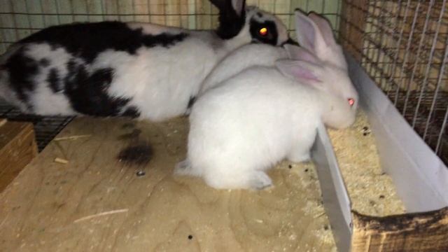 КРОЛЬЧАТА "МЫШАТА" смотреть онлайн